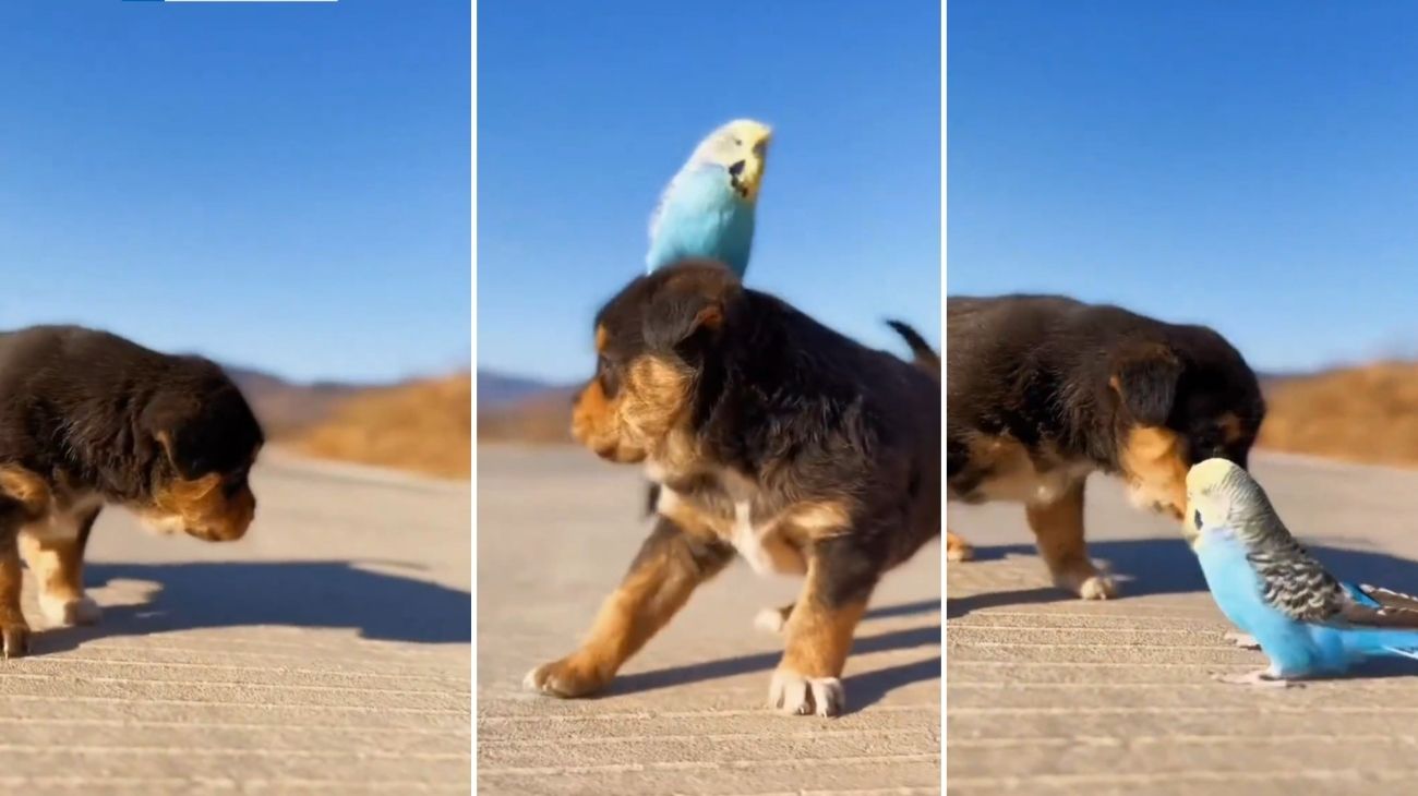 Cucciolo di cane vede per la prima volta un pappagallo