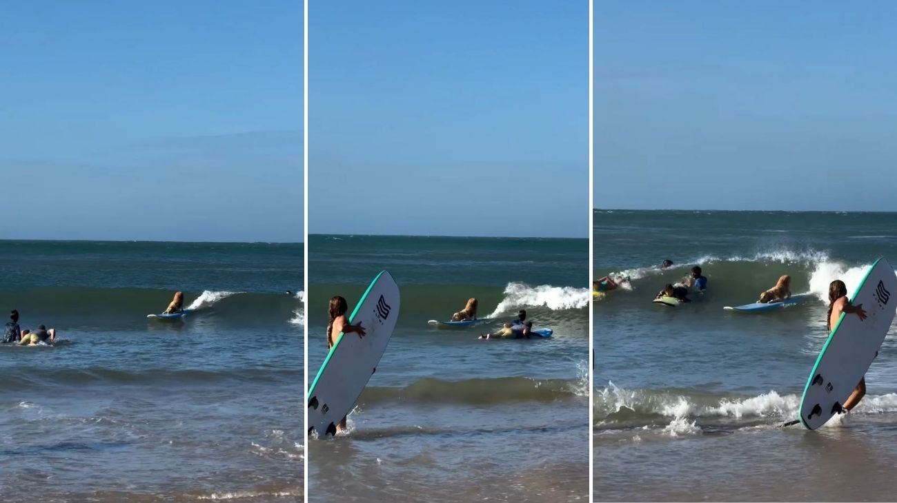 Golden Retriever fa surf tra le onde del mare