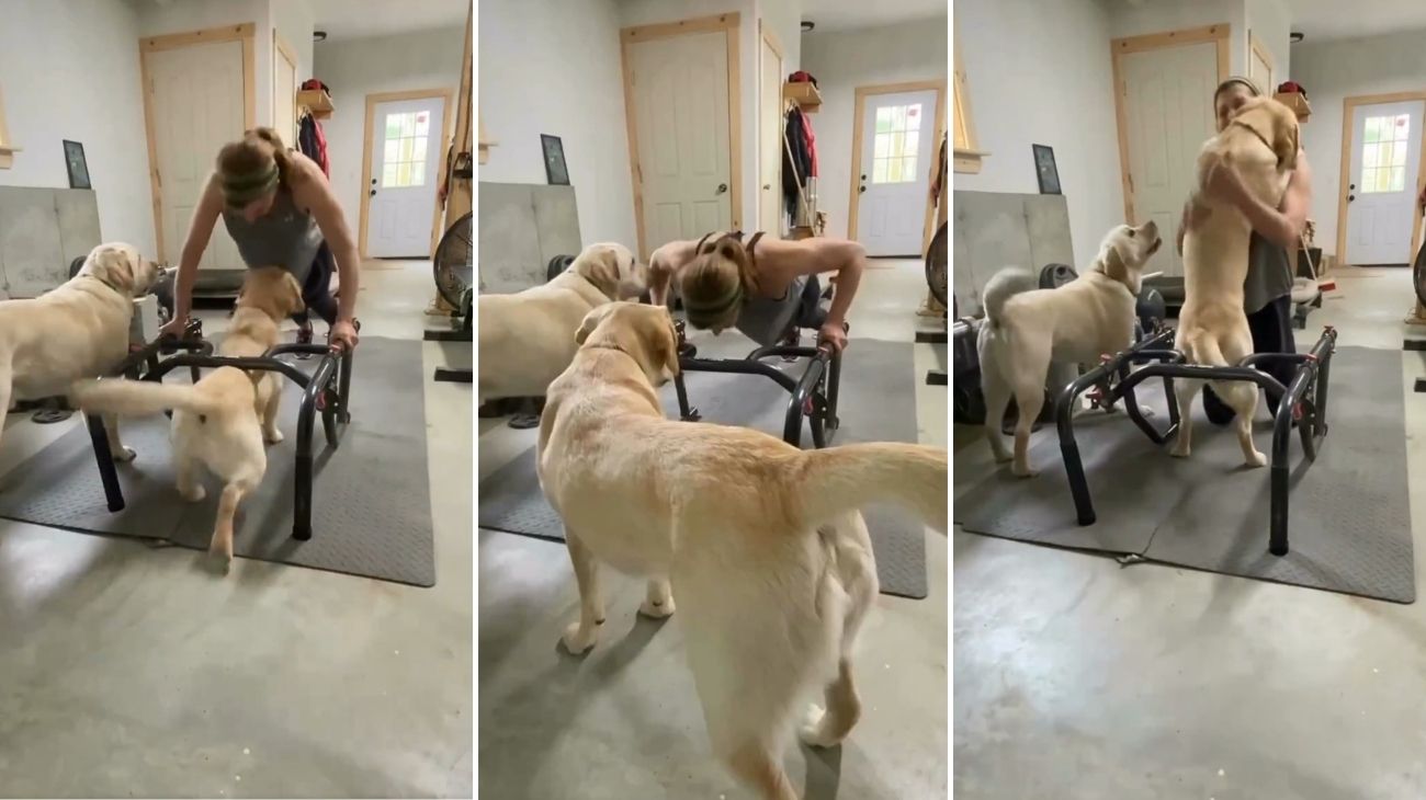 Golden Retriever vede la sua padrona fare palestra e reagisce così