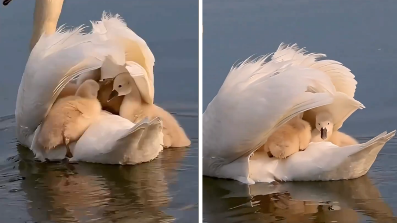 mamma cigno cuccioli