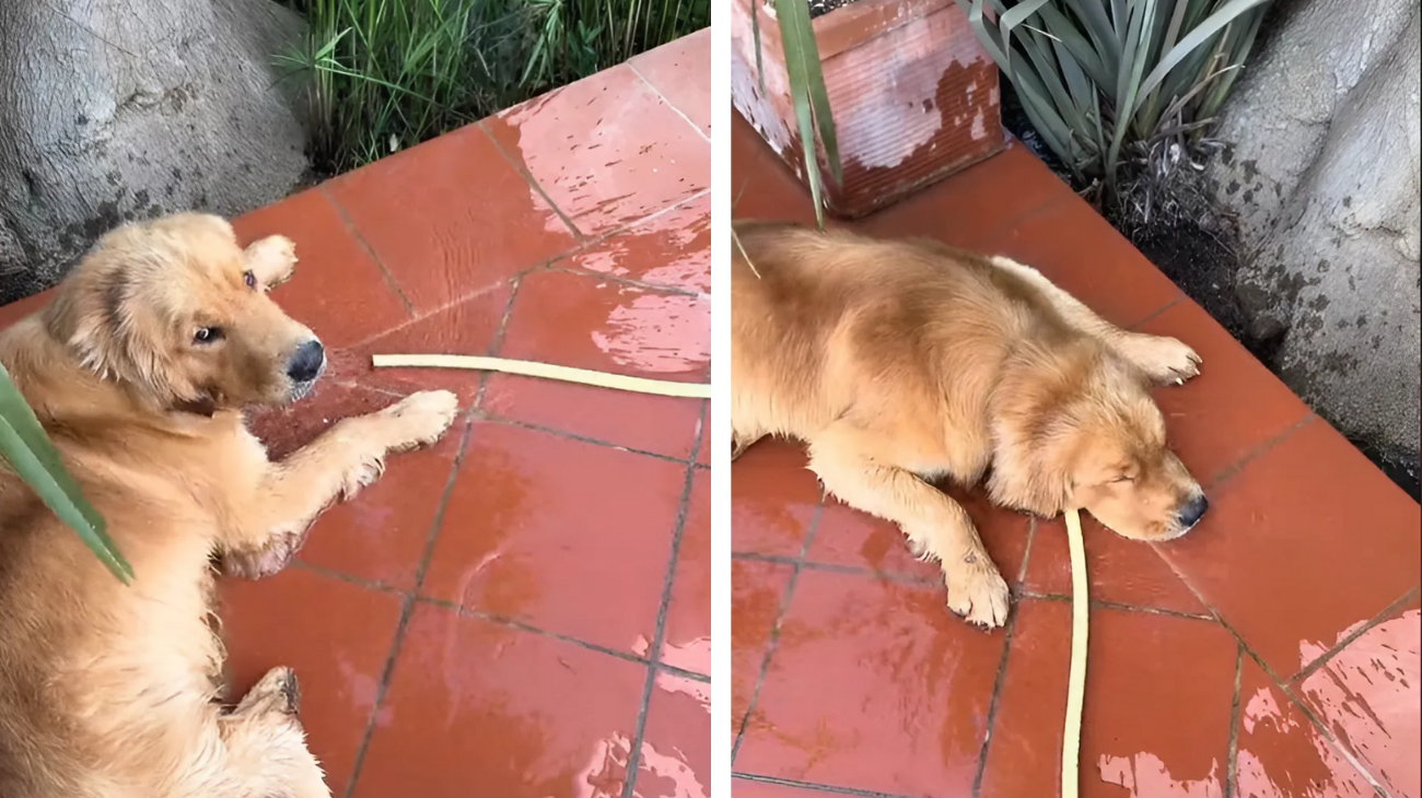 golden retriever caldo soluzione