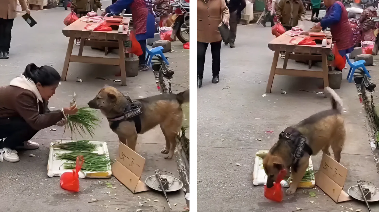 cane vende verdura mercato