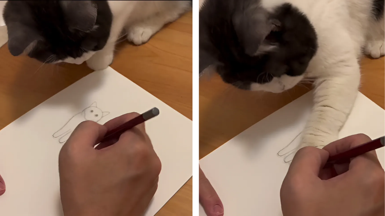 gatto assistente come disegnare