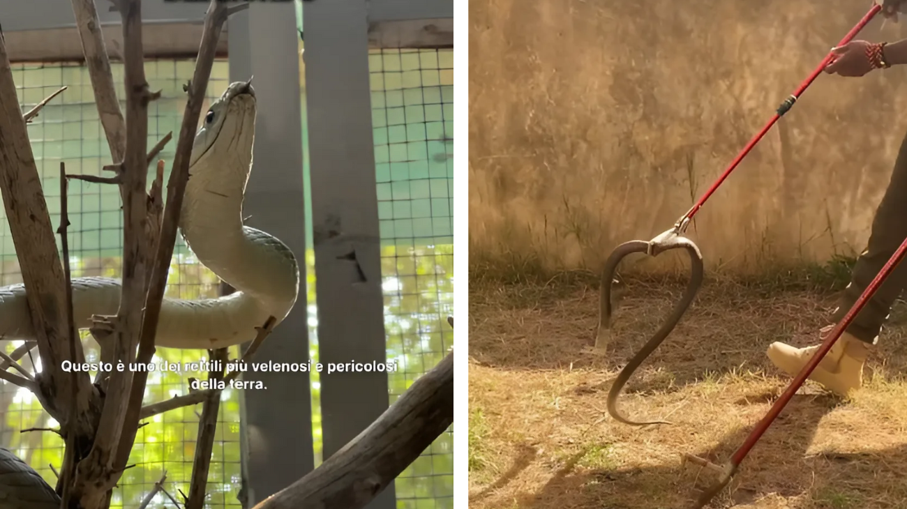 turista serpente velenoso reazione