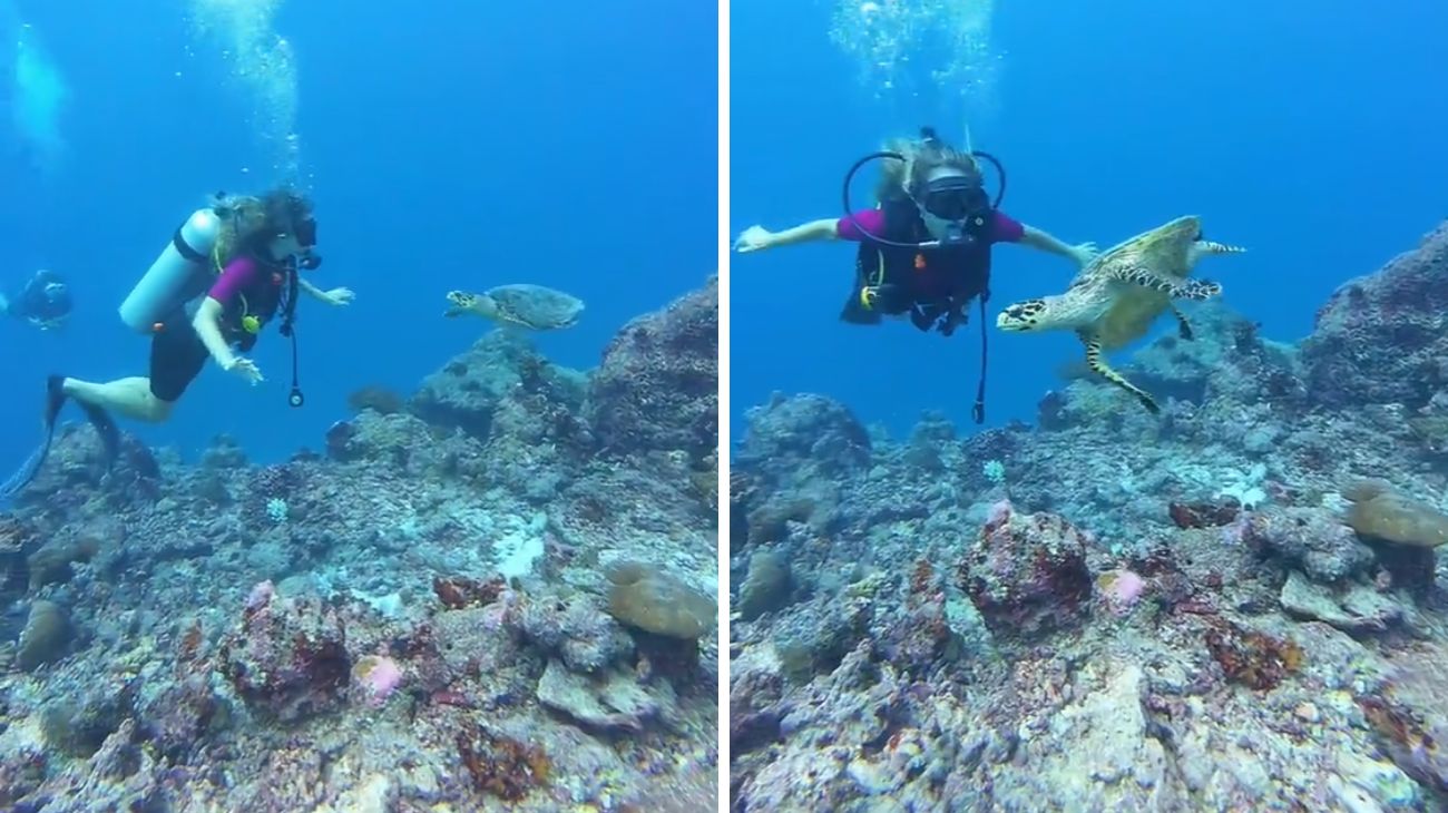 turista immersione tartaruga